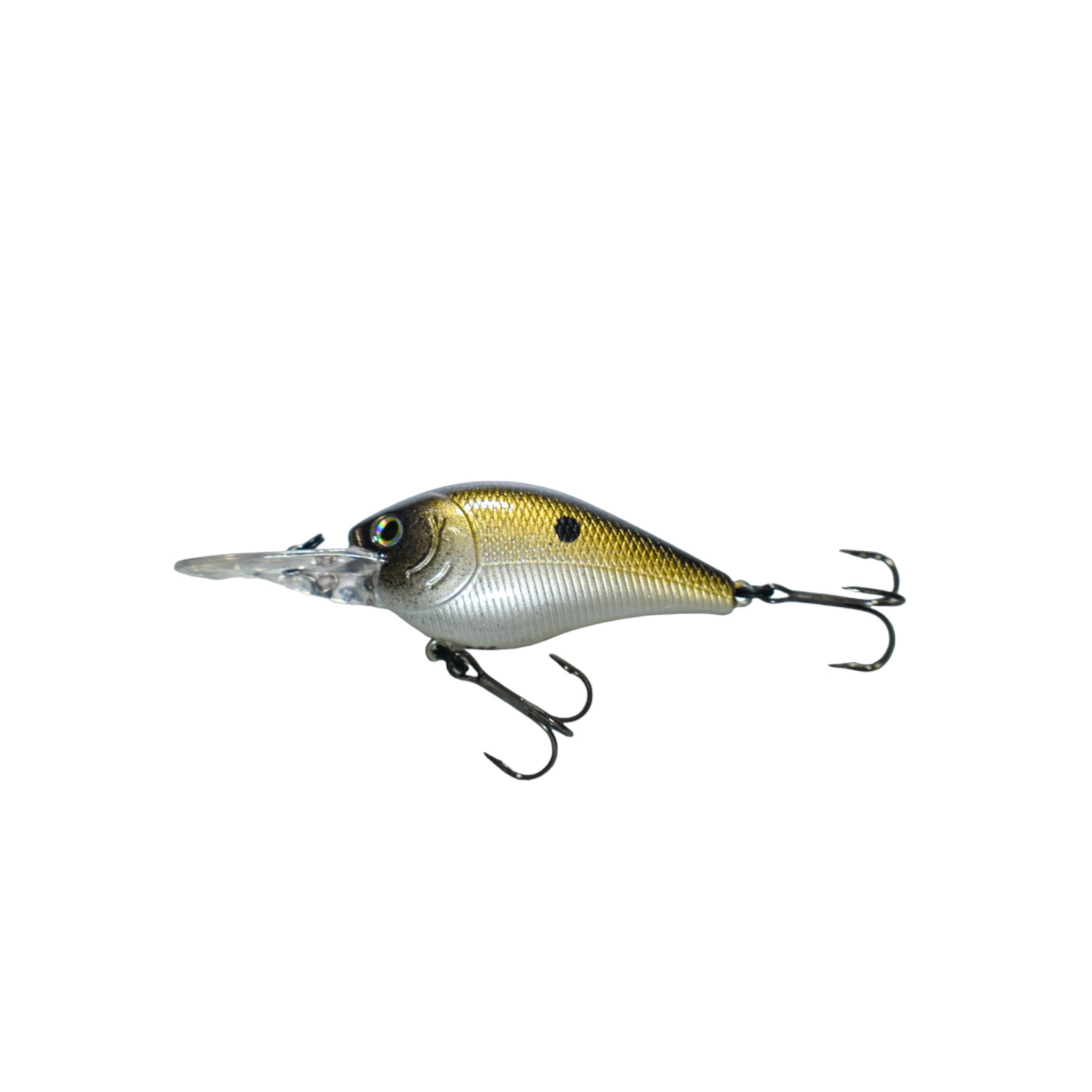 Shiner Shad